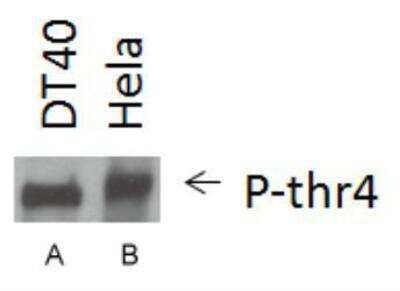 Western Blot: RNA Polymerase II/POLR2A [p Thr4] AntibodyBSA Free [NBP1-49546]